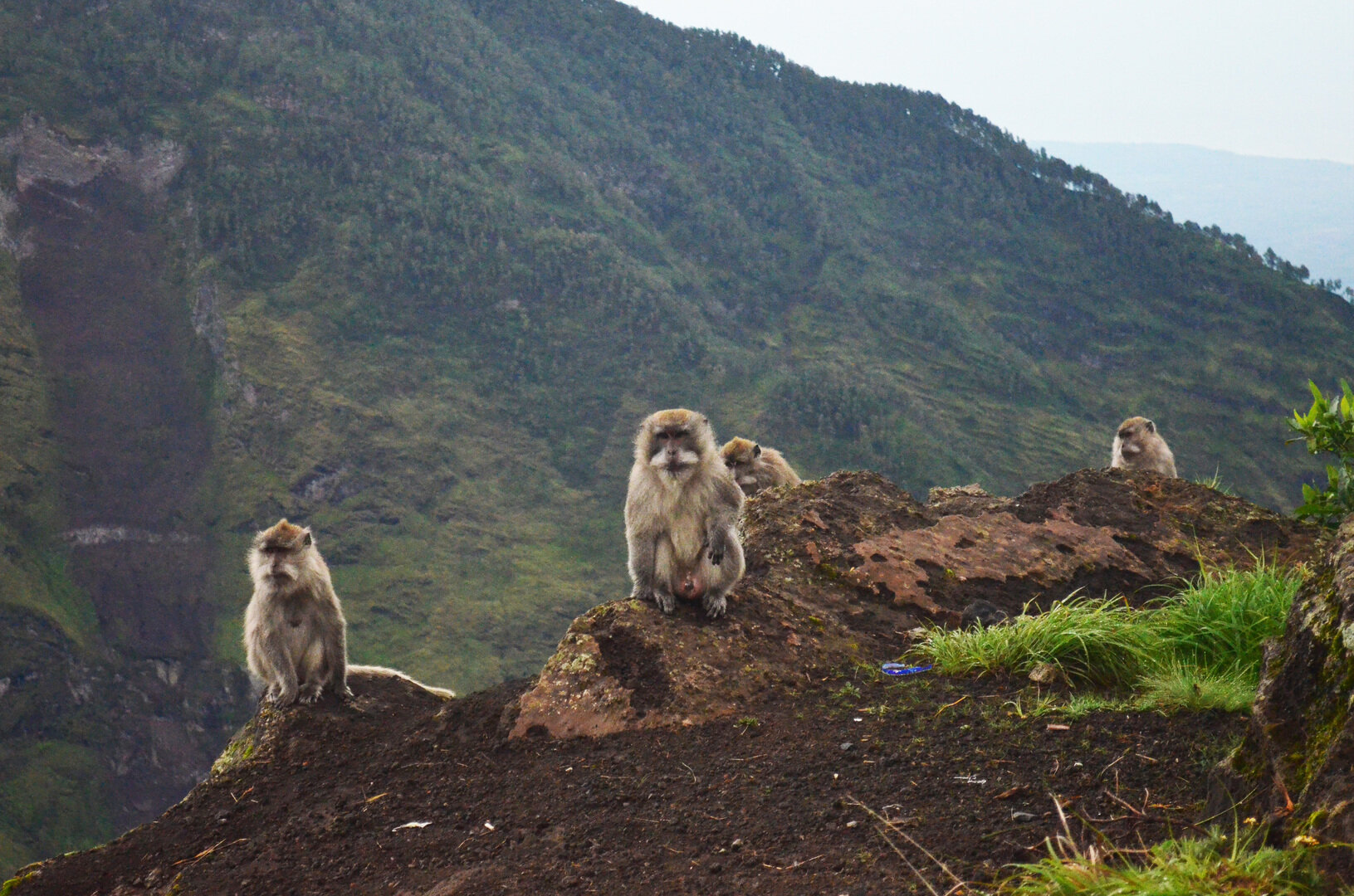 Baboons and Dassies on Table Mountain